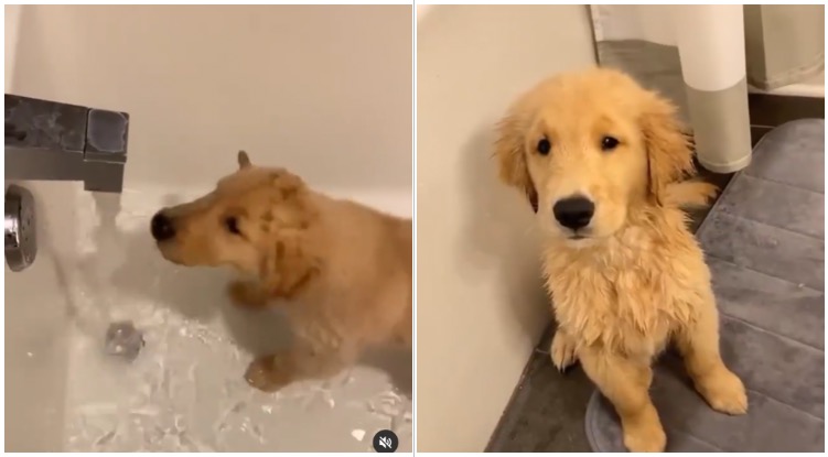 This Golden Retriever Puppy Taking A Bath Will Make Your Week