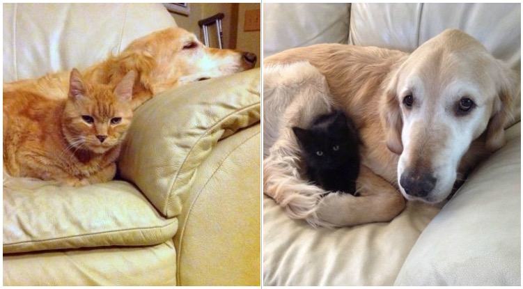 Dog Fell Into Depression After His Cat BFF Past Away, His Owner Decided To Adopt A New Kitten