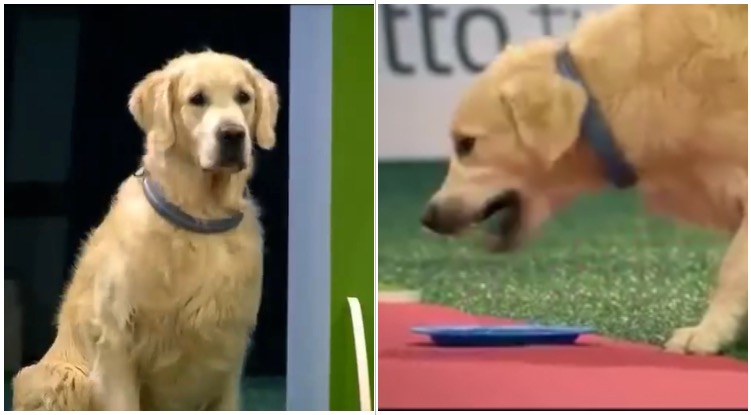 This Golden Retriever Really Tried To Race, But… FOOD!
