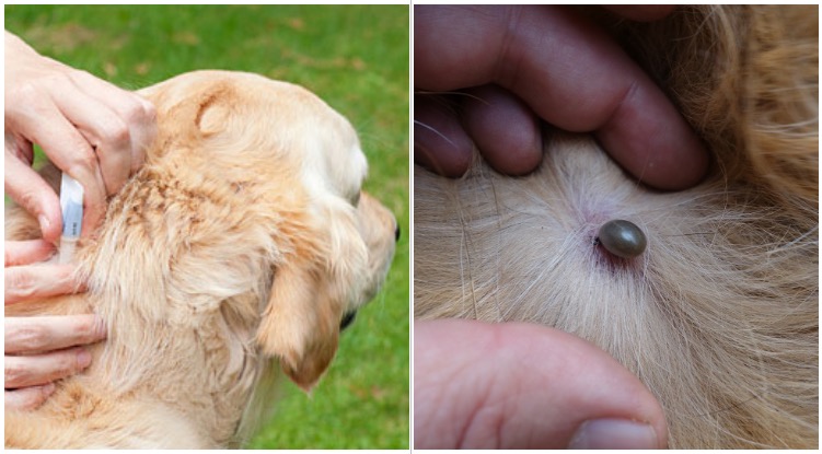 What You Need To About Tick Bites On Your Golden Retriever