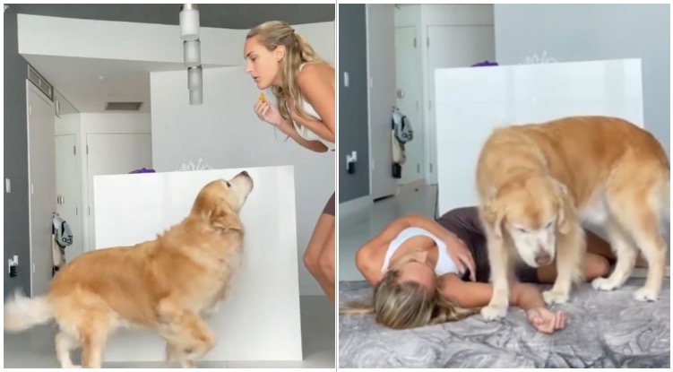 Priorities: Golden Retriever Ignores Owner Passing Out And Steals Her Food Instead