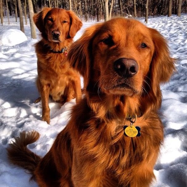 Stunning Shades: Why Golden Retrievers Come In So Many Different Colors