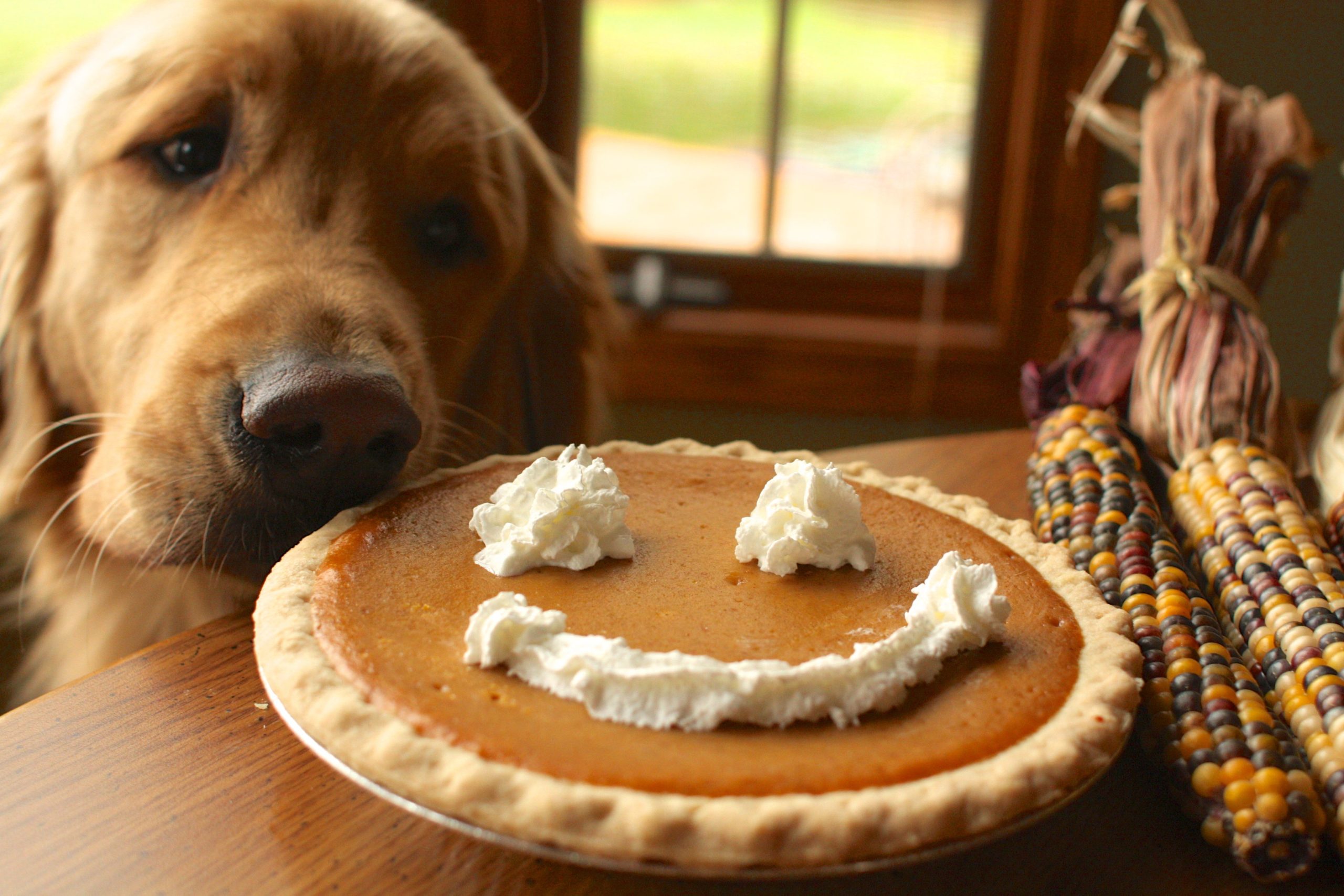 Safe Thanksgiving Foods You Can Give Your Dog Without Any Worry