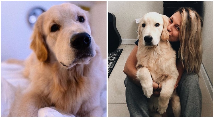 How A Golden Retriever Named Banks Changed The Life Of His Owner Forever