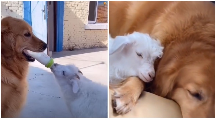 Golden Retriever Unleashes Her Inner Sheep Dog And Adopts A Lamb
