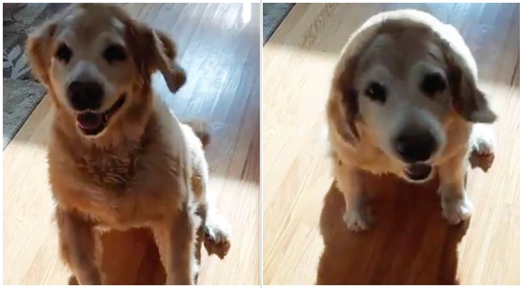 Golden Retriever Couldn’t Contain Excitement On 11th Birthday