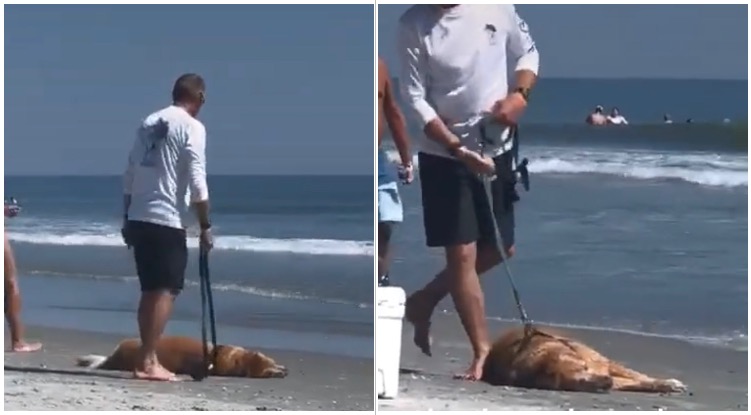 Golden Retrievers REFUSES To Leave The Beach