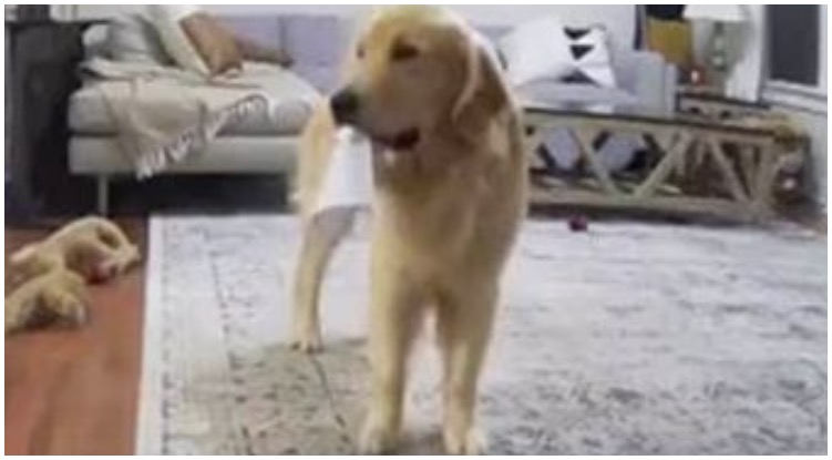 Dog Camera Captured Golden Retriever’s Daily Routine That Includes Stealing Anything In Sight