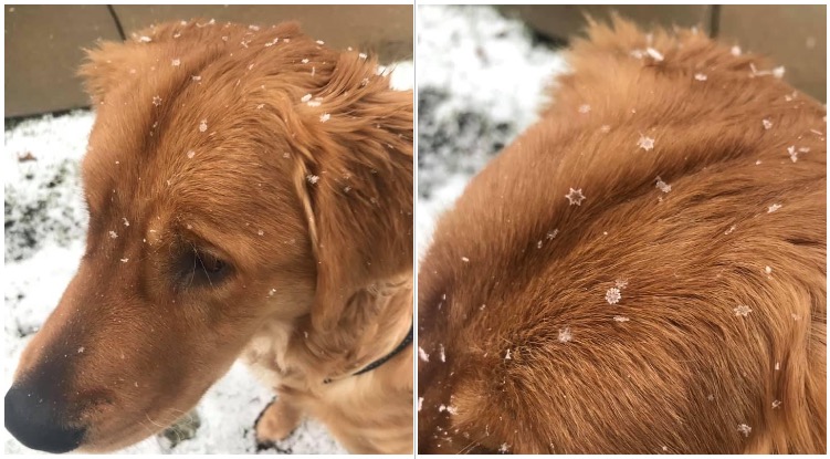 Perfect Looking Snowflakes Landed  On A Golden Retriever During The First Snow In Michigan