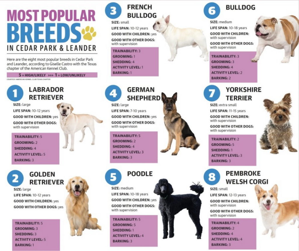 Топ 5 самых популярных пород собак в России