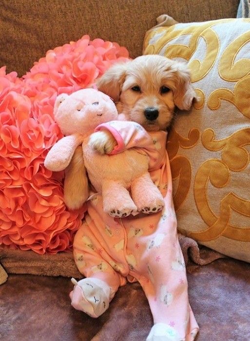 Golden retriever puppy with stuffed animal