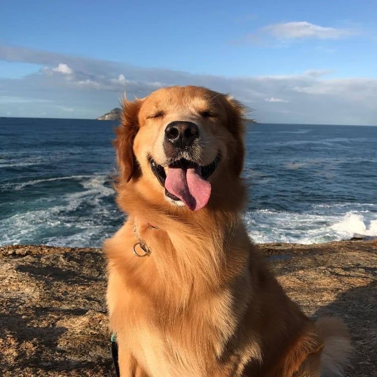 9 Fool Proof Ways To Make Your Golden Retriever Happy - Golden ...