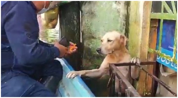 Golden Retriever Rescued From A Severe Flood