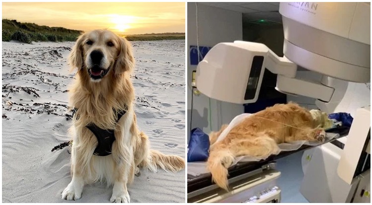 Could This Be A Breakthrough? Golden Retriever Gets Radiotherapy For Cancer In Machine For Humans