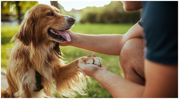 Having Trouble Bonding? Here’s How To Get Your Golden Retriever To Love You More