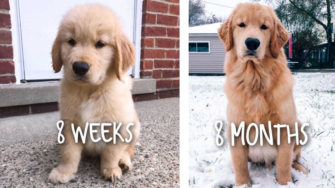 These Six Before And After Pictures Of Golden Retrievers Will Make You Realize How Fast They Grow Up