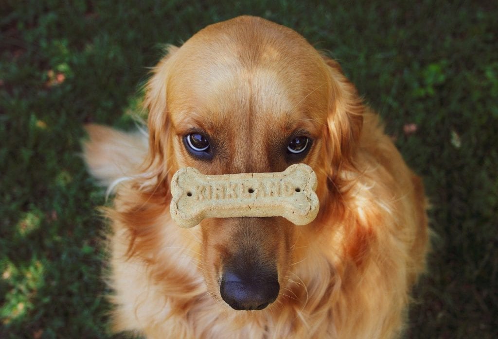 A golden retriever dog holding a cooking on his nose and looking straight into camera
