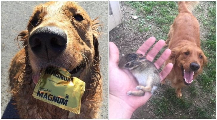 Ten Times Golden Retrievers Brought Their Owners The Most Unexpected