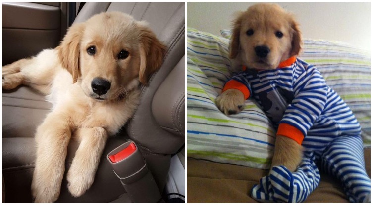 Breeder Wanted To Euthanize Golden Retriever Puppy Because He Was Born Blind, Luckily The Pup Found A New Home