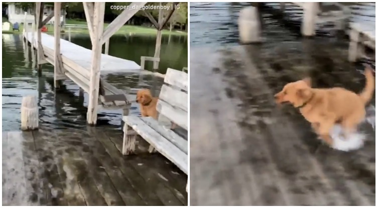 Adorable Golden Retriever Puppy Thinks He Can Walk On Water