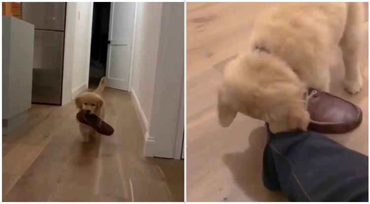 Golden Retrievers Are The Best Helpers. Even When They’re Just Puppies