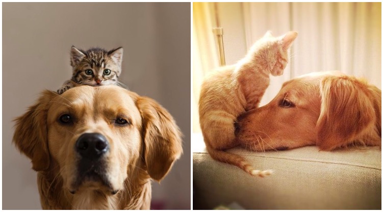 12 Pictures Proving Every Golden Retriever Needs A Cat Best Friend