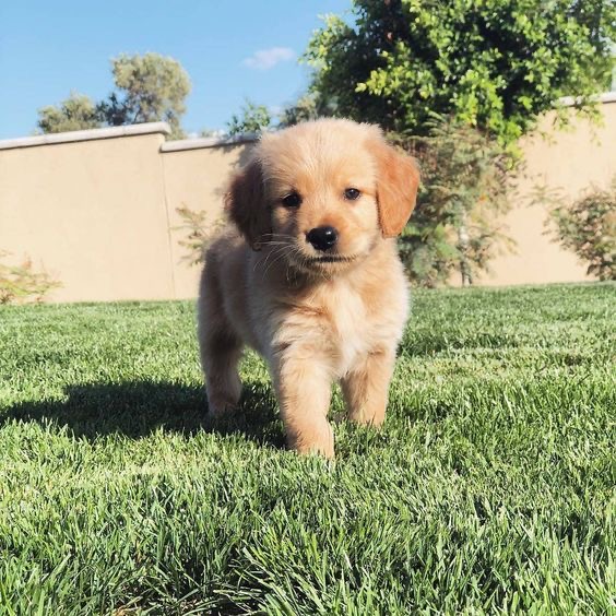 Golden retriever puppy on grass