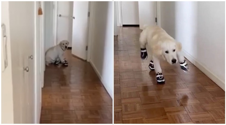 Golden Retriever Tried Walking In Snow Boots For The First Time – Ended Up Looking Like Bambi On Ice