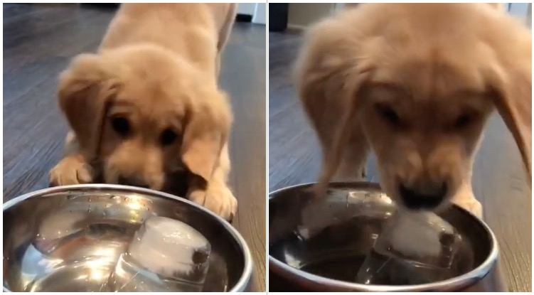 This Golden Retriever’s Reaction To Ice Cubes In His Water Will Make You Laugh Out Loud