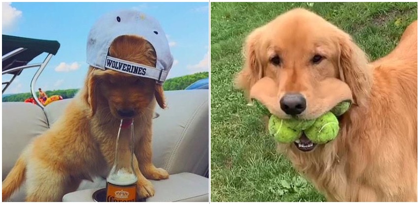 9 Situations That Would Surprise Any Golden Retriever Owner
