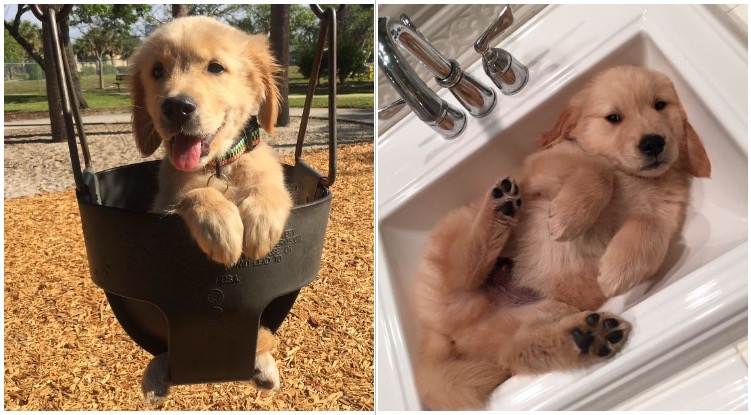 20 Times Golden Retriever Puppies Were The Purest Thing On Planet Earth