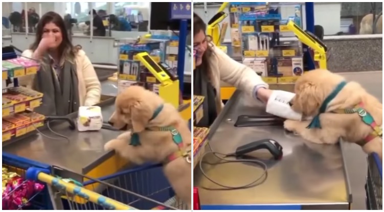 Watch This Independent Golden Retriever Buy His Own Food