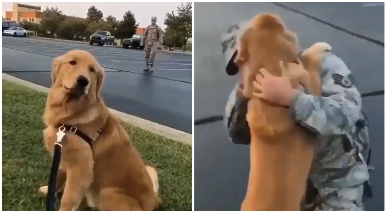 Adorable Golden Retriever Flips Out When His Owner Returns From The Army