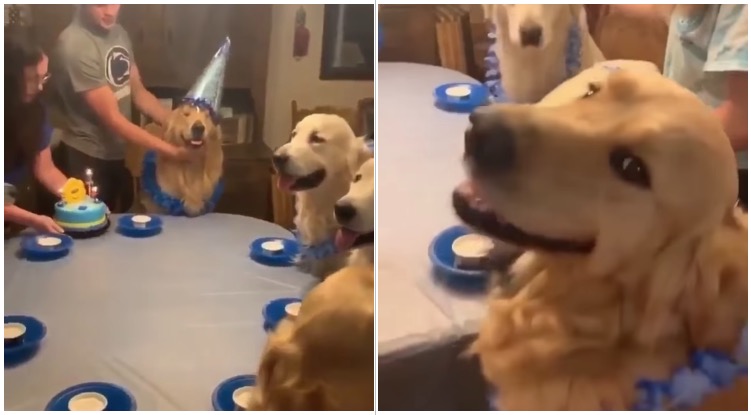 This Golden Retriever’s Birthday Party Is The Only Thing I Want To Be Invited To