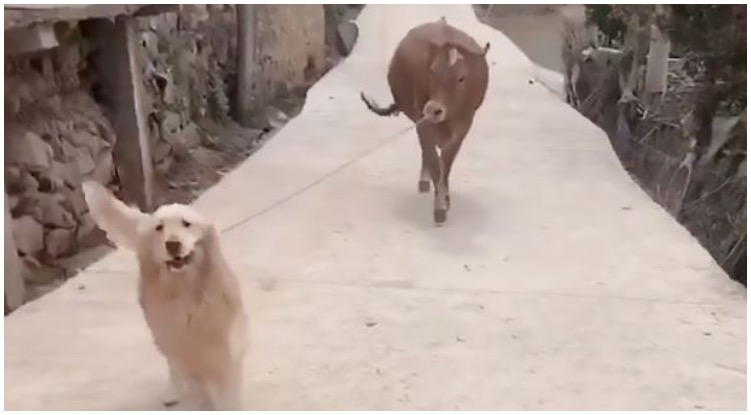 Golden Retriever Returns Home With A Cow