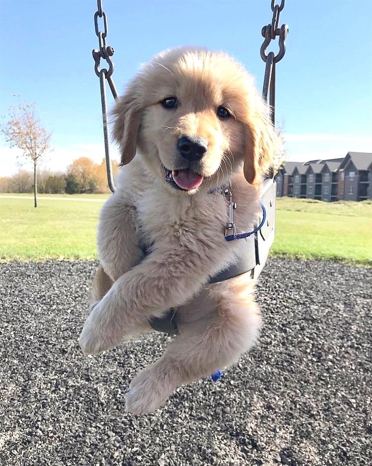 Golden retriever puppy on swing