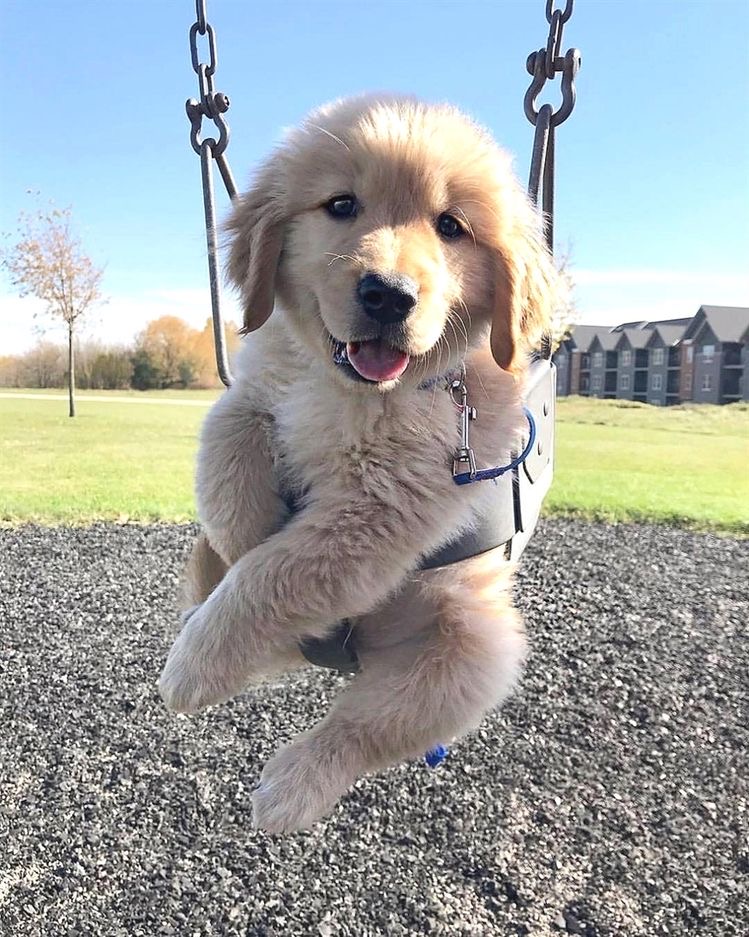 These Golden Retriever Puppies Are So Cute They Almost Don’t Look Real ...