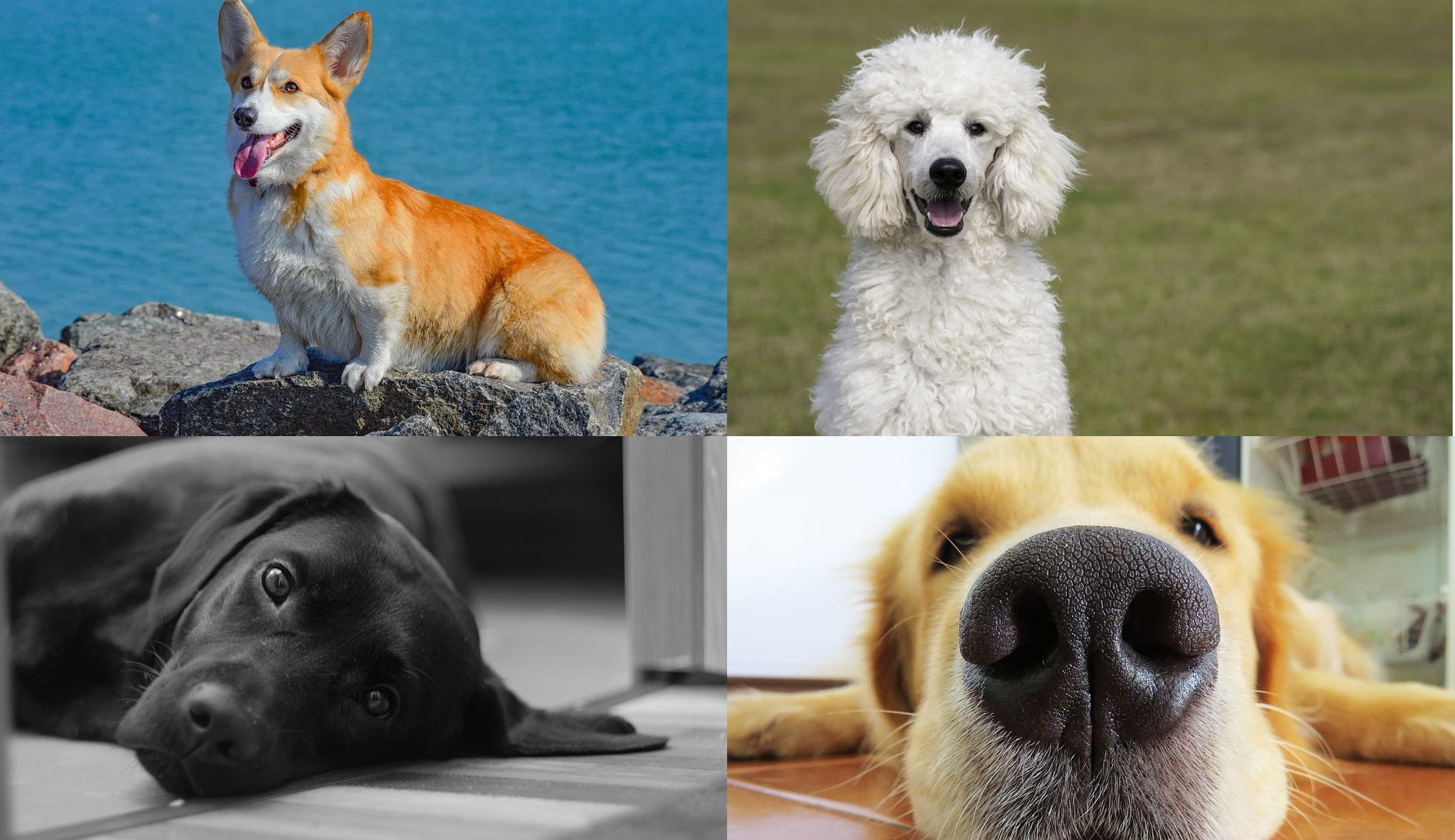 Top 10 Friendliest Dog Breeds: Goldies Are on The List, Of Course