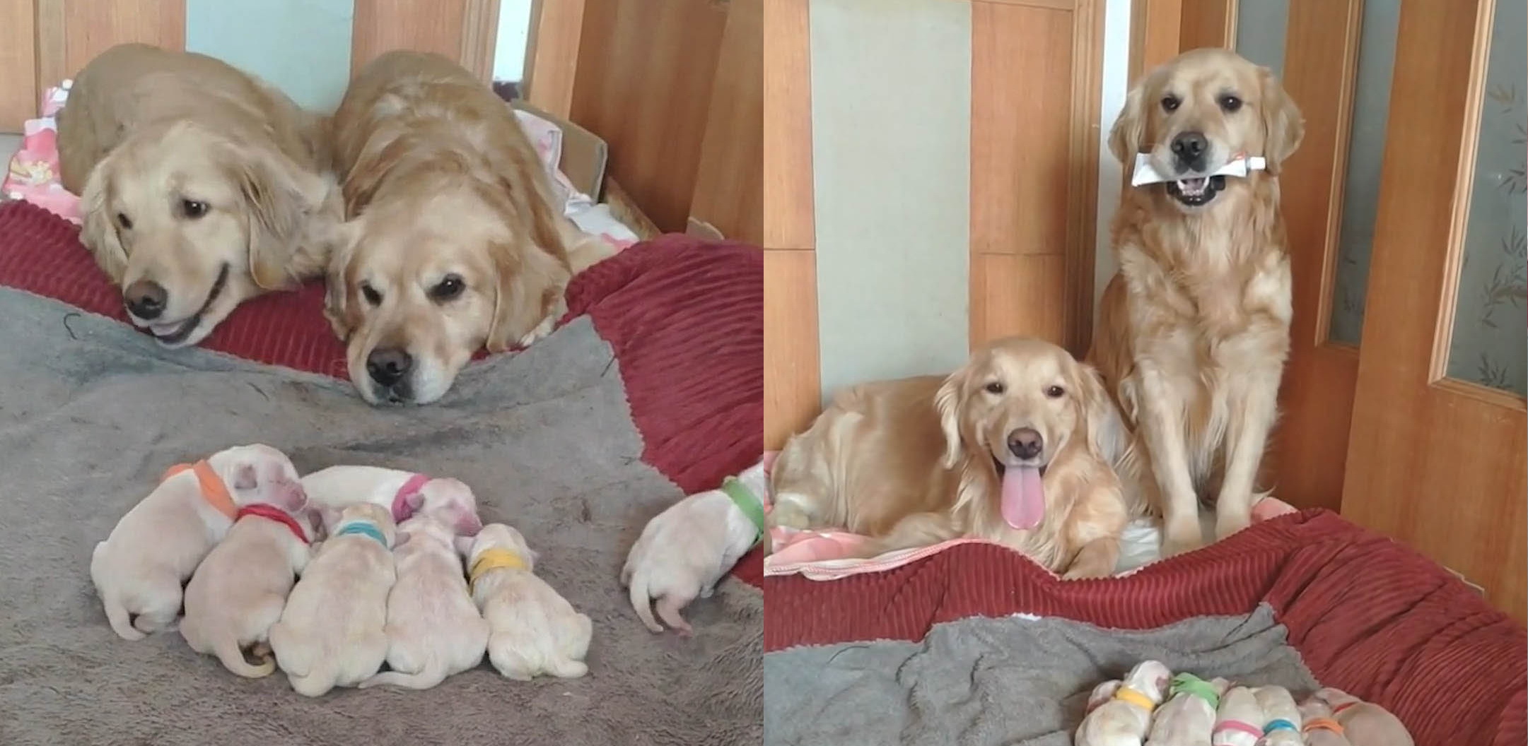 Golden Retrievers Become Parents For The First Time, And It’s Stunning How They Take Care of The Pups