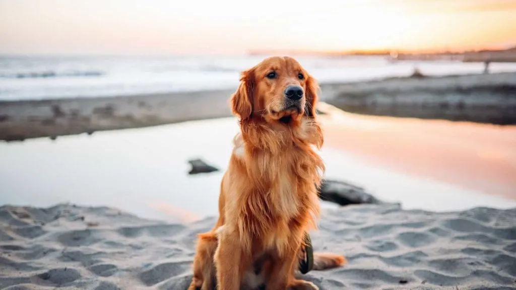 A dark Golden retriever in order to show all colors of Golden retrievers