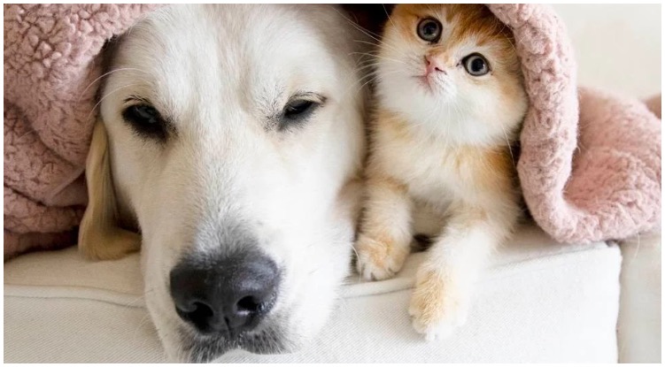 5 Tips To Introduce Your New Kitten To Your Dog