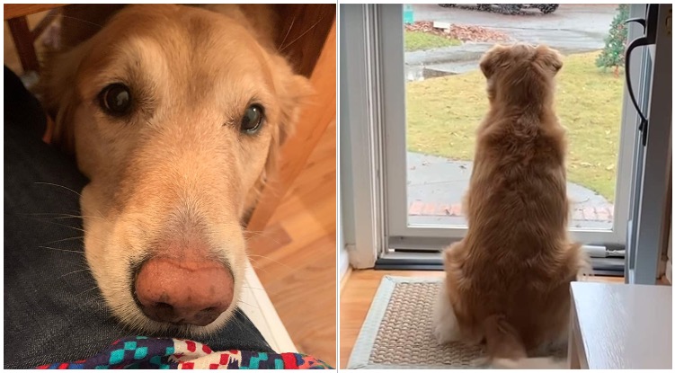 Golden Retriever Falls In Love With Local Delivery Guy, And Haven’t We All Been There