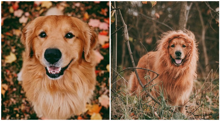 Top Five Golden Retrievers You Have To Follow On Instagram