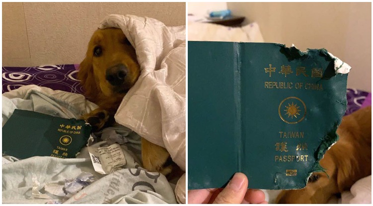 How One Golden Retriever Potentially Saved It’s Owner By Eating Her Passport