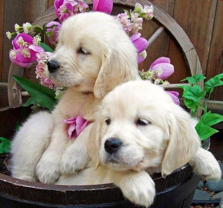 Two Golden retriever puppies