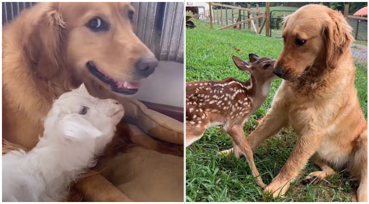 12 Pictures Proving Golden Retrievers Can Become Friends With Literally Anyone