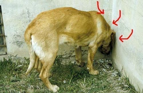 Does Your Golden Retriever Press It’s Head Against The Wall? Read This!