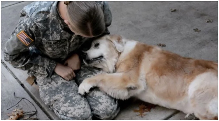 Senior Golden Retriever Cries With Joy When Soldier Finally Returns Home