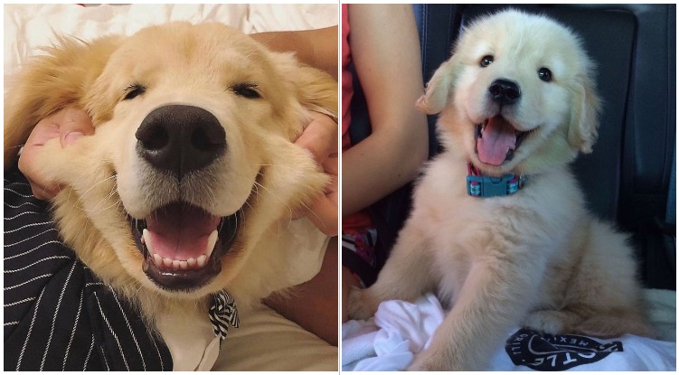 12 Photos Of Smiling Golden Retrievers That Could Warm Even The Coldest Hearts