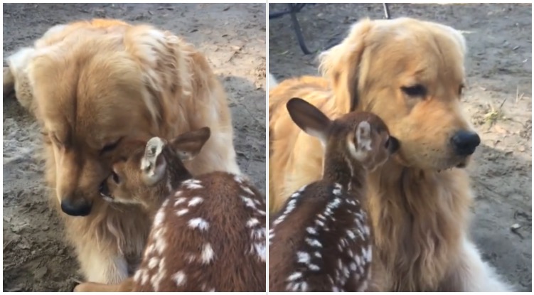 Golden Retriever And Baby Deer Share Kisses